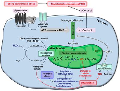 Potential oxidative stress related targets of mitochondria-focused therapy of PTSD